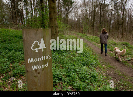 Mantel des Holzes, in der Nähe von Hyde Heide in Buckinghamshire.  Trainieren Sie auf den vorgeschlagenen HS2 Route durch die Chilterns Stockfoto