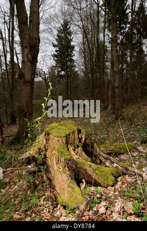 Mantel des Holzes, in der Nähe von Hyde Heide in Buckinghamshire.  Trainieren Sie auf den vorgeschlagenen HS2 Route durch die Chilterns Stockfoto