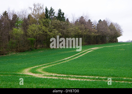 Mantel des Holzes, in der Nähe von Hyde Heide in Buckinghamshire.  Trainieren Sie auf den vorgeschlagenen HS2 Route durch die Chilterns Stockfoto