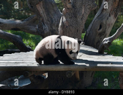 Madrid, Spanien.  9. April 2014. Giant Panda "Xing Bao' wird am 9. April 2014 im Zoo in Madrid gesehen. "Xing Bao" war die vierte Panda im Zoo geboren werden. Bildnachweis: Xie Haining/Xinhua/Alamy Live-Nachrichten Stockfoto