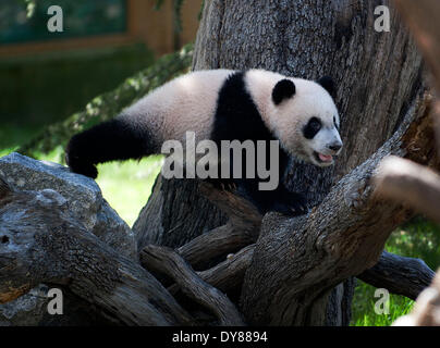 Madrid, Spanien.  9. April 2014. Giant Panda "Xing Bao' wird am 9. April 2014 im Zoo in Madrid gesehen. "Xing Bao" war die vierte Panda im Zoo geboren werden. Bildnachweis: Xie Haining/Xinhua/Alamy Live-Nachrichten Stockfoto