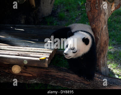 Madrid, Spanien.  9. April 2014. Giant Panda "Xing Bao' wird am 9. April 2014 im Zoo in Madrid gesehen. "Xing Bao" war die vierte Panda im Zoo geboren werden. Bildnachweis: Xie Haining/Xinhua/Alamy Live-Nachrichten Stockfoto