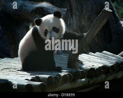 Madrid, Spanien.  9. April 2014. Giant Panda "Xing Bao' wird am 9. April 2014 im Zoo in Madrid gesehen. "Xing Bao" war die vierte Panda im Zoo geboren werden. Bildnachweis: Xie Haining/Xinhua/Alamy Live-Nachrichten Stockfoto