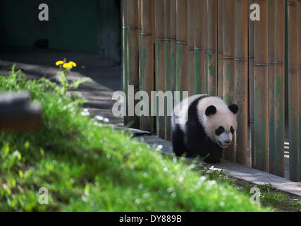 Madrid, Spanien.  9. April 2014. Giant Panda "Xing Bao' wird am 9. April 2014 im Zoo in Madrid gesehen. "Xing Bao" war die vierte Panda im Zoo geboren werden. Bildnachweis: Xie Haining/Xinhua/Alamy Live-Nachrichten Stockfoto