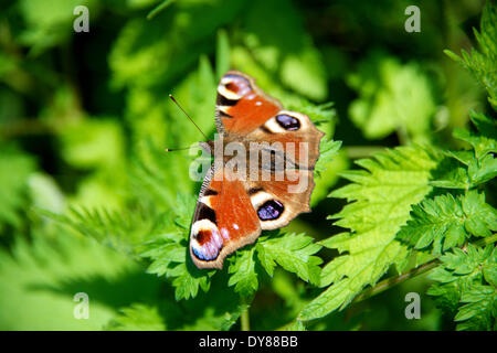 Reigate, Surrey. VEREINIGTES KÖNIGREICH. Mittwoch, 9. April 2014. Peacock Schmetterlinge machen eine Erholung nach einem heißen Sommer: A Peacock Butterfly Inachis Io Pausen in der Sonne auf junge Brennnesseln in Reigate Hill, Surrey, Mittwoch, 9. April 2014 Credit: Foto von Lindsay Constable Alamy Live News Stockfoto