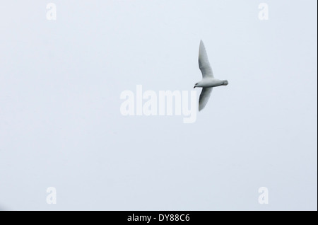 Ein Snow Petrel, Pagodroma Nivea, fliegen in der Nähe von der antarktischen Halbinsel, Stockfoto