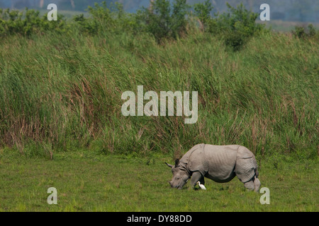 Single-gehörnten Nashorn - fotografiert am Kaziranga Nationalpark Stockfoto