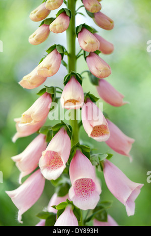 Digitalis Purpurea 'Apricot', Fingerhut. Biennale. Mai, Frühsommer. Rosa/Pfirsich farbigen Blumen. Stockfoto