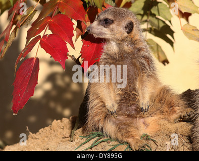 Nahaufnahme von einem afrikanischen Erdmännchen (Suricata Suricatta) faulenzen in der Sonne Stockfoto