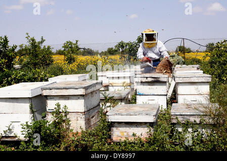 KHAN YOUNIS, Palästina-APRIL 9: Ein Bienen-Keeper prüft Nesselsucht nahe der israelischen Grenze zu Gaza-Streifen in östlich der Stadt Khan Younis im südlichen Gazastreifen am 9. April 2014. Bienengift für Kampf gegen Multiple Sklerose, Pollen für Verdauungsstörungen, Honig, Wunden zu heilen eine bescheidene Biene wurde eine wichtige Quelle für alternative Medizin seit der Antike und moderne Medizin befasst sich mit Bienenstich zu Rheuma heilen und Gelenkschmerzen arbeitet daran, um die Tradition der "Apitherapie" lebendig zu halten. Foto von Ari Mohammed / Pacific Press / Alamy LIve News Stockfoto