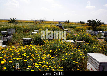 KHAN YOUNIS, Palästina-APRIL 9: Ein Bienen-Keeper prüft Nesselsucht nahe der israelischen Grenze zu Gaza-Streifen in östlich der Stadt Khan Younis im südlichen Gazastreifen am 9. April 2014. Bienengift für Kampf gegen Multiple Sklerose, Pollen für Verdauungsstörungen, Honig, Wunden zu heilen eine bescheidene Biene wurde eine wichtige Quelle für alternative Medizin seit der Antike und moderne Medizin befasst sich mit Bienenstich zu Rheuma heilen und Gelenkschmerzen arbeitet daran, um die Tradition der "Apitherapie" lebendig zu halten. Foto von Ari Mohammed / Pacific Press Stockfoto