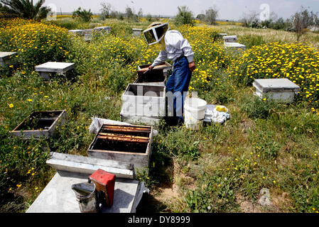 KHAN YOUNIS, Palästina-APRIL 9: Ein Bienen-Keeper prüft Nesselsucht nahe der israelischen Grenze zu Gaza-Streifen in östlich der Stadt Khan Younis im südlichen Gazastreifen am 9. April 2014. Bienengift für Kampf gegen Multiple Sklerose, Pollen für Verdauungsstörungen, Honig, Wunden zu heilen eine bescheidene Biene wurde eine wichtige Quelle für alternative Medizin seit der Antike und moderne Medizin befasst sich mit Bienenstich zu Rheuma heilen und Gelenkschmerzen arbeitet daran, um die Tradition der "Apitherapie" lebendig zu halten. Foto von Ari Mohammed / Pacific Press Stockfoto