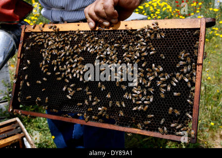 KHAN YOUNIS, Palästina - APRIL 9: Bienen in einem Bienenstock sammeln nahe der israelischen Grenze zu Gaza-Streifen, östlich von der Stadt Khan Younis im südlichen Gazastreifen am 9. April 2014. Bienengift kann gegen Multiple Sklerose, Pollen für Verdauungsstörungen und Honig zur Wundheilung eingesetzt werden. Die bescheidene Biene ist seit alten Zeiten eine wichtige Quelle für Alternativmedizin und moderne Medizin befasst sich mit Bienenstich, Rheuma und Gelenkschmerzen zu heilen, und arbeitet daran, um die Tradition der "Apitherapie" lebendig zu halten. (Foto von Ari Rahim Khatib/Pacific Press/Alamy Live-Nachrichten) Stockfoto