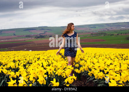 Fettercairn, Schottland. 9. April 2014.  Corel-Jade Owen, 15 von Derby, tanzen in die Narzissen Felder des Aberdeeshire. Narzissen-Zwiebeln sind in diesem Bereich für den Export und den britischen Markt kommerziell angebaut.  Die Zwiebeln werden in der Regel im Juni geerntet und zu dieser Zeit des Jahres werden für Pilzinfektion, Schurke Hybriden und Qualität vor der Prüfung und Benotung überprüft.  Bildnachweis: Studio9/Alamy Live-Nachrichten Stockfoto