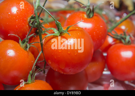Foto von sehr frische Kirschtomaten auf Ast Stockfoto