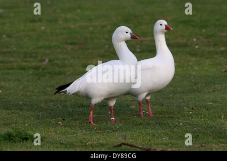 Zwei Schneegänse (Chen Caerulescens) auf einer Wiese Stockfoto