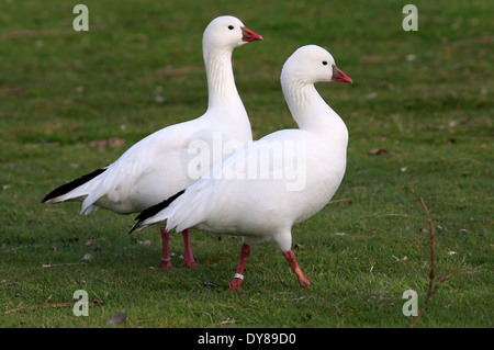 Gruppe von Schneegänse (Chen Caerulescens) Stockfoto