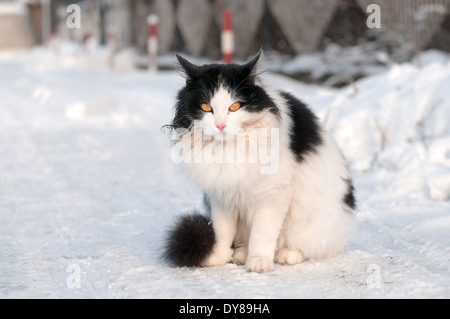 Schwarz / weiß Katze auf einem Winterspaziergang Stockfoto