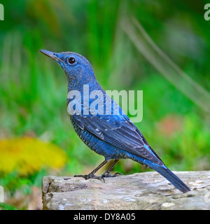 Blauer Vogel, blauer Rock Soor (Monticola Solitarius), stehend auf das Protokoll Stockfoto