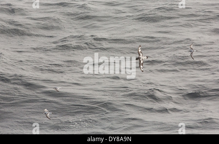 Kap-Sturmvögel und antarktischen Prionen fliegen in die Drake-Passage, Sub-Antarktis. Stockfoto