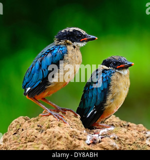 Bunte Pitta von juvenile Blue-winged Pitta (Pitta Moluccensis), Seite Profil Stockfoto