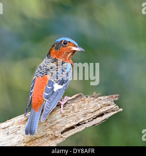 Schöner Rock-Drossel Vogel, männliche weiße-throated Rock-Soor (Monticola Gularis), stehend auf das Protokoll Stockfoto