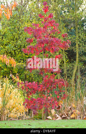 Liquidambar Styraciflua 'Festival', Amber. Baum, Oktober. Herbstlaub am jungen Baum. Stockfoto