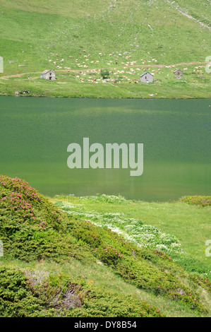 Schweiz, Ticino, Ritomsee, Piora, See, Cadagno, Wiese, grün Stockfoto