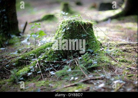 Baumstumpf mit Moos und Efeu bedeckt Stockfoto