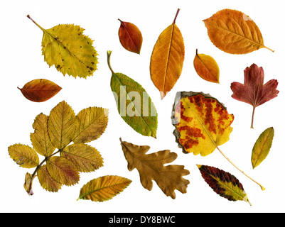 Satz von Herbstlaub in weißen Hintergrund isoliert Stockfoto