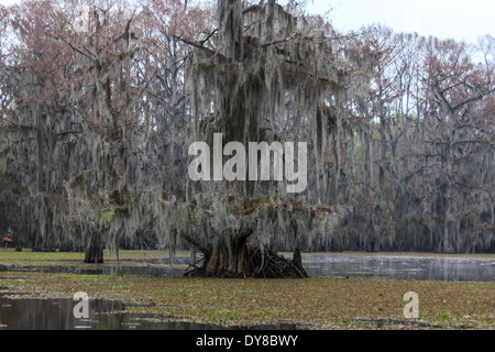 aquatische Farn Sumpfzypresse Sumpfzypresse Caddo Lake Cupressaceae giant Salvinia invasiver Arten Kariba Unkraut Salvinia molesta Stockfoto