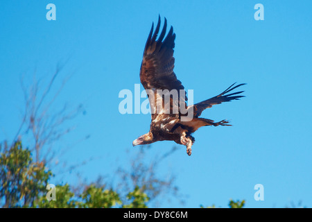 Australien, Borroloola, Northern Territory, Tier, Vögel, Adler, Flug, fliegen Stockfoto