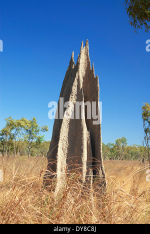 Australien, Lakefield, Nationalpark, Queensland, Termiten, Tier, Termitenhügel Stockfoto