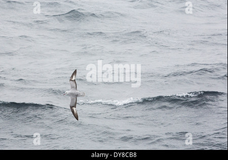 Southern Fulmar, Fulmarus Glacialoides fliegen aus der antarktischen Halbinsel. Stockfoto