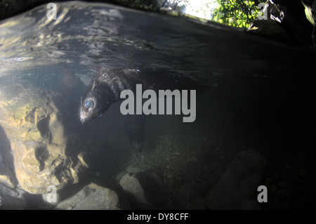 Split-Bild von New Zealand Seebär Welpen, Arctocephalus Forsteri in Süßwasser-Stream in Ohau Point Seal Colony, New Zealand Stockfoto