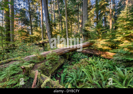 Douglas-Tannen, Altwachstum gemäßigten Regenwald, MacMillan Provincial Park, Vancouver Island, British Columbia, Kanada Stockfoto