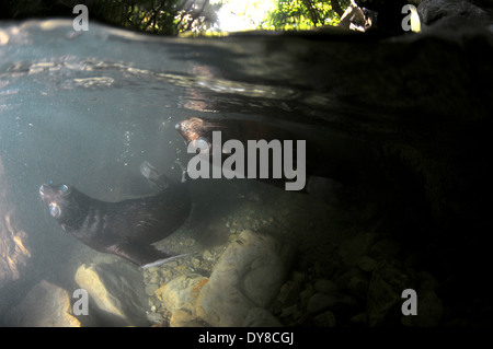 Split-Bild von New Zealand Seebär Welpen, Arctocephalus Forsteri in Süßwasser-Stream in Ohau Point Seal Colony, New Zealand Stockfoto