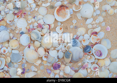 Australien, Ben Boyd, Nationalpark, Muscheln, New-South.Wales, Sand Stockfoto