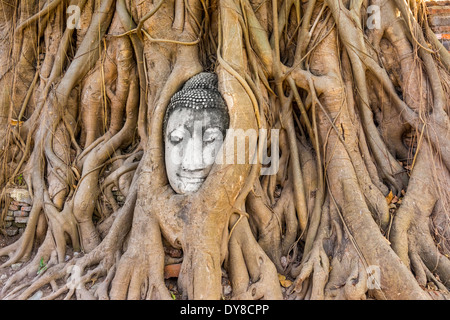 Wat Mahathat Buddha-Kopf im Baum, Ayutthaya Stockfoto