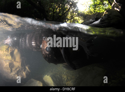 Split-Bild von New Zealand Seebär Welpen, Arctocephalus Forsteri in Süßwasser-Stream in Ohau Point Seal Colony, New Zealand Stockfoto