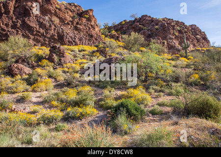 USA, Arizona, Apache Trail, Tonto National Forest, blühende Brittlebush und Saguaro. Stockfoto