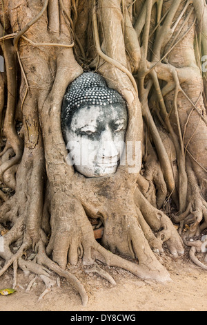 Wat Mahathat Buddha-Kopf im Baum, Ayutthaya Stockfoto