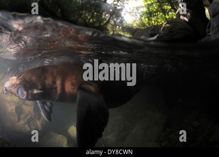 Split-Bild von New Zealand Seebär Welpen, Arctocephalus Forsteri in Süßwasser-Stream in Ohau Point Seal Colony, New Zealand Stockfoto