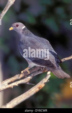 Band-tailed Taube - Patagioenas Fasciata - Erwachsene Stockfoto