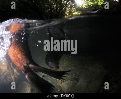 Split-Bild von New Zealand Seebär Welpen, Arctocephalus Forsteri in Süßwasser-Stream in Ohau Point Seal Colony, New Zealand Stockfoto
