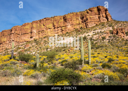 USA, Arizona, Apache Trail, Tonto National Forest, blühende Brittlebush und Saguaro. Stockfoto