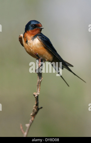 Rauchschwalbe - Hirundo Rustica - Männchen Stockfoto