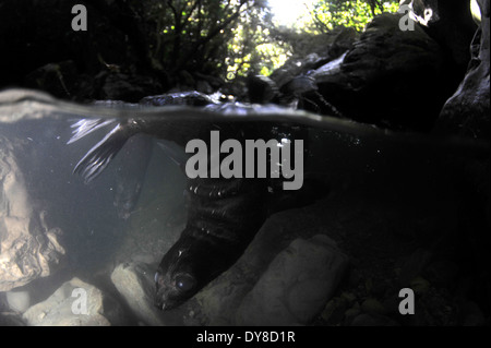 Split-Bild von New Zealand Fur Seal pup, Arctocephalus Forsteri in Süßwasser-Stream in Ohau Point Seal Colony, New Zealand Stockfoto