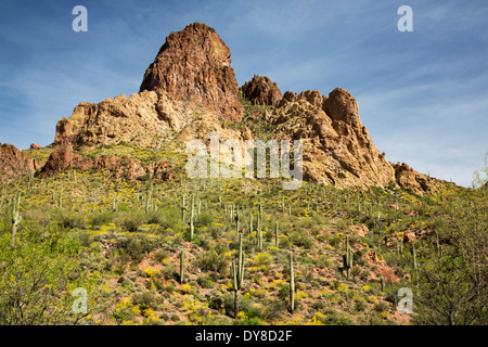 USA, Arizona, Apache Trail, Tonto National Forest, blühende Brittlebush und Saguaro. Stockfoto