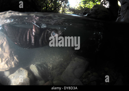 Split-Bild von New Zealand Seebär Welpen, Arctocephalus Forsteri in Süßwasser-Stream in Ohau Point Seal Colony, New Zealand Stockfoto